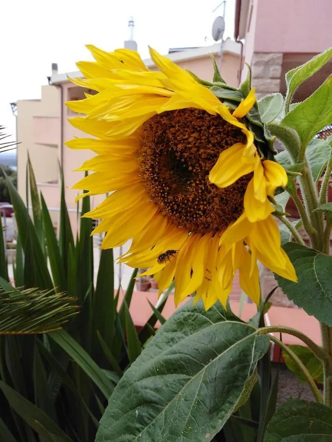Bed & Breakfast The Roses Garden Bed and Breakfast La Maddalena  Italië