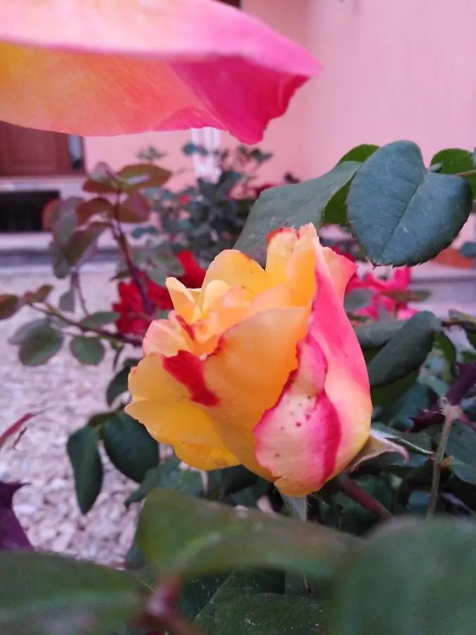 The Roses Garden Bed & Breakfast La Maddalena  La Maddalena (Sassari)