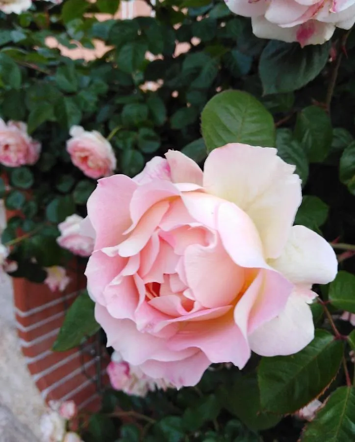 Bed & Breakfast The Roses Garden Bed and Breakfast La Maddalena