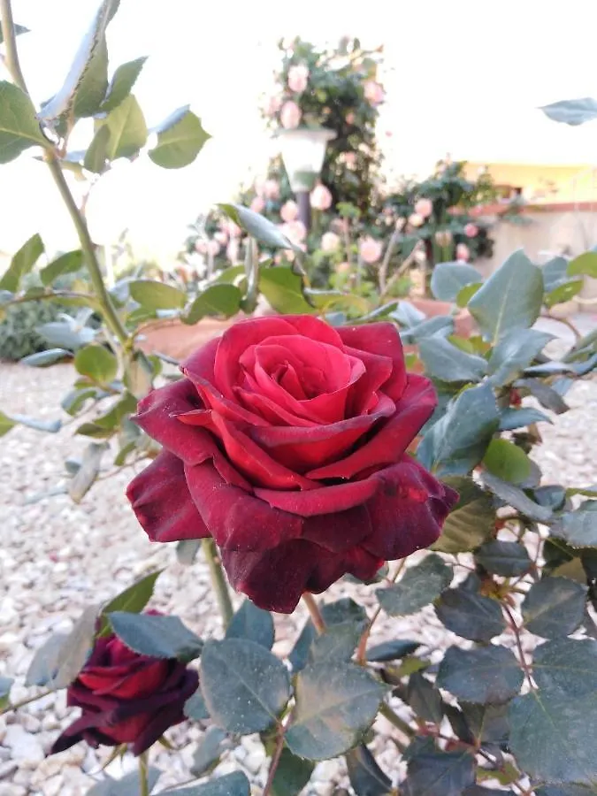 The Roses Garden Bed & Breakfast La Maddalena  0*, La Maddalena (Sassari)