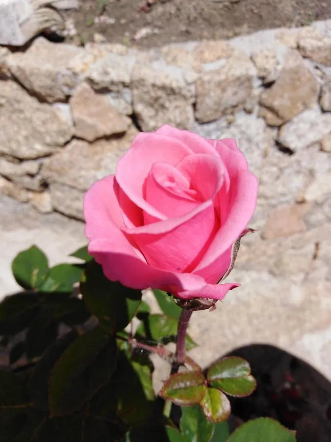 The Roses Garden Bed & Breakfast La Maddalena  Italy