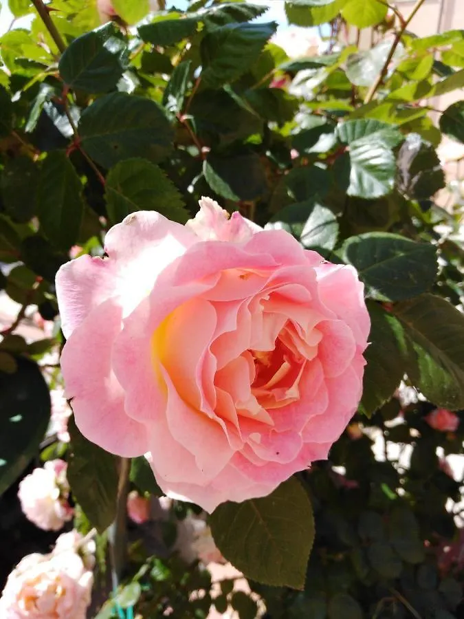 马达莱纳The Roses Garden住宿加早餐旅馆 住宿加早餐酒店 马达莱纳